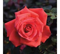 Carbeth Plants 3 X Fragrant Cloud Bare Root Rose - Fragrant, Hardy & Repeat Flowering Rose Bush