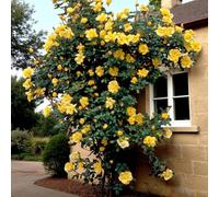 Carbeth Plants 3 X Gardener's Glory Climbing Bare Root Rose - Fragrant, Hardy & Repeat Flowering Rose Bush