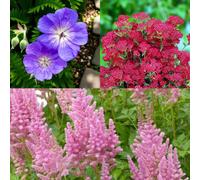 Carbeth Plants 3 X Geranium Rozanne, Achillea Summer Wine & Astilbe Visions In Pink Bare Root Mix - Pollinator Perennial Plant Collection