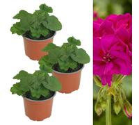 Carbeth Plants 3 X Geranium Violet Rose Plant In 13Cm Pot - Summer Bedding Pelargonium Garden Ready For Hanging Baskets, Window Boxes & Pots