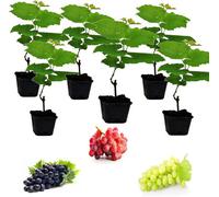 Carbeth Plants 3 X Grape Plants - Mixed Vitis - Garden Grape Fruit Vine Grow Your Own Grapevine