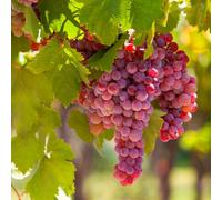 Carbeth Plants 3 X Grape Plants 'suffolk Red' - 25-35Cm In Height Ready To Plant - Uk Variety