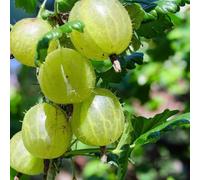 Carbeth Plants 3 X Green Gooseberry Fruit Bush In 9Cm Pot - Ribes Uva Crispa Hinnonmäki - Hardy Gooseberry Plants