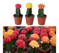 Carbeth Plants 3 X Gymnocalycium Mihanovichii In 5.5Cm Pots - Colourful Moon Cactus Plants