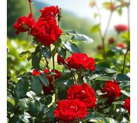 Carbeth Plants 3 X Happy Ruby Wedding Bare Root Rose - A Graded Fragrant, Hardy & Repeat Flowering Rose Bush