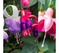 Carbeth Plants 3 X Hardy Fuchsia In 9Cm Pots - Mixed Varieties - Mrs. Popple, Lady Thumb & Tom Thumb