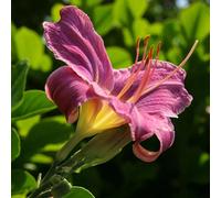 Carbeth Plants 3 X Hemerocallis Prairie Blue Eyes Bare Root - Lavender Purple Daylily Perennial Low Maintenance Summer Flowering Shrub