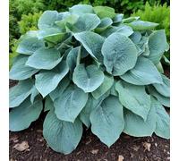 Carbeth Plants 3 X Hosta Fragrant Blue Bare Root - Compact Perennial Fragrant White Flowers In Summer With Blue Foliage For Shady Gardens