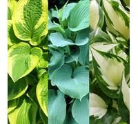 Carbeth Plants 3 X Hosta Plant Collection In 9Cm Pots - Herbaceous Perennials - Selection Of Different Coloured Foliage - Shade Loving