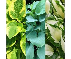 Carbeth Plants 3 X Hosta Plant Collection In 9Cm Pots - Herbaceous Perennials - Selection Of Different Coloured Foliage - Shade Loving