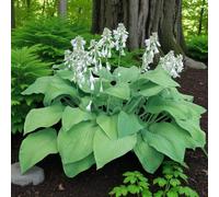 Carbeth Plants 3 X Hosta T Rex Bare Root - Tall Architectural Perennial Shade Loving Shrub With Giant Green Leaves & Lavender Flowers In Summer