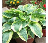 Carbeth Plants 3 X Hosta Wide Brim Bare Root - Low Maintenance Summer Flowering Perennial With Green & Yellow Edged Leaves & Light Purple Flowers