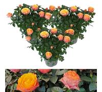 Carbeth Plants 3 X Indoor Rose Firebird - Real Mini Potted Plant In 10.5Cm Pot - Perfect For House Warming Present, Birthday & Thank You Gift