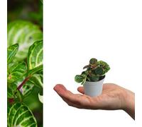 Carbeth Plants 3 X Iresine Bloodleaf Mini Indoor Plant In 6Cm Pots - Blazin' Lime Evergreen Beefsteak Plant - Beginner Friendly Houseplant