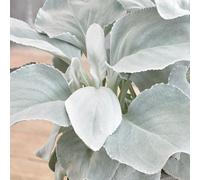 Carbeth Plants 3 X Large Senecio Angel Wings In 9Cm Pots - Amazing Unusual Hardy Plants