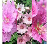 Carbeth Plants 3 X Lavatera Mix Inc Varieties Like Rosea - Barnsley - Burgundy Wine In 9Cm Pots
