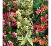 Carbeth Plants 3 X Lonicera Honeysuckle Mix In 9Cm Pots - Mixed Varieties