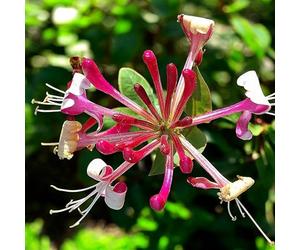 Carbeth Plants 3 X Lonicera Red World Honeysuckle In 9Cm Pot - Scented Climbing Plant