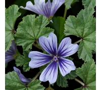 Carbeth Plants 3 X Malva Marina Bare Root - Light Blue Common Mallow Hardy Blue Easy To Grow Drought Tolerant Perennial Shrub For Borders