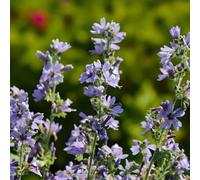 Carbeth Plants 3 X Malva Primley Blue Bare Root - Common Mallow Hardy Blue Easy To Grow Drought Tolerant Perennial Shrub For Borders And Gardens