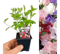 Carbeth Plants 3 X Mixed Sweet Pea Plants In 9Cm Pots - (Not Seeds) Several Plants In Each Pot