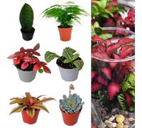 Carbeth Plants 3 X Mixed Terrarium Indoor Plants - Unusual Mini Houseplants Perfect For Terrariums