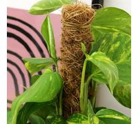 Carbeth Plants 3 X Moss Pole For Indoor Climbing Plants - 50Cm In Height Natural Coco Coir Plant Support For Houseplants & Vines