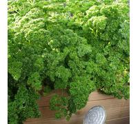 Carbeth Plants 3 X Parsley Moss Curled Herb Plants In 9Cm Pots - Edible Plants For Cooking