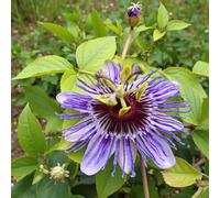 Carbeth Plants 3 X Passiflora Purple Haze Plant In 9Cm Pot - Hardy Passion Flower - Semi Evergreen Garden Perennial