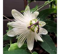 Carbeth Plants 3 X Passiflora Snow Queen Plant In 9Cm Pot - Passion Flower Semi Evergreen - Outdoor Perennial Grow On Walls, Fences & Trellis