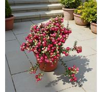 Carbeth Plants 3 X Pernettya Mix In 10.5Cm Pot - Gualtheria Evergreen Berried Shrub - Compact