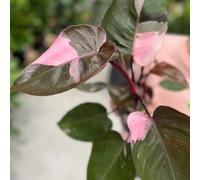 Carbeth Plants 3 X Philodendron Pink Princess Mini Indoor Plant In 6Cm Pots - Blushing Philodendron Houseplant - Pink And Green Variegated Leaves