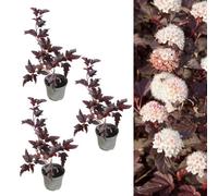 Carbeth Plants 3 X Physocarpus 'lady In Red' In 9Cm Pots - Fast Growing Shrub - Rich Foliage