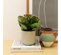 Carbeth Plants 3 X Pink Real Kalanchoe Plants Flaming Katy In 10.5Cm Pots - Low Maintenance Live Flowering Succulent Houseplant