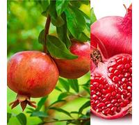 Carbeth Plants 3 X Pomegranate Plants - High Yielding Punica Granatum - Pomegranate Tree
