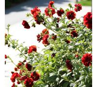Carbeth Plants 3 X Potentilla Arc En Ciel Bare Root - Compact Double Red Yellow Summer Flowering Perennial For Cottage Gardens And Borders