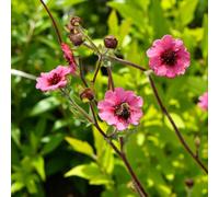 Carbeth Plants 3 X Potentilla Miss Willmott Bare Root - Pollinator Friendly Hardy Pink Double Petalled Bushy Summer Flowering Shrub Perennial