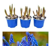 Carbeth Plants 3 X Pots Of Grape Hyacinth Spring Bulbs - Winter Flowering Muscari Cultivated Bulbs