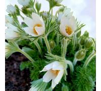 Carbeth Plants 3 X Pulsatilla Alba Bare Root - White Hardy Pasqueflower Compact Flowering Perennial Shrub For Rock Gardens And Spring Colour