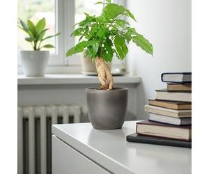 Carbeth Plants 3 X Radermachera Sinica China Doll Plant In 12Cm Pot - Asian Bell Tree Low Maintenance Easy Care Air Purifying House Plant