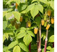 Carbeth Plants 3 X Raspberry All Gold Fruit Plant In 9Cm Pot - Easy Grow Fruit Bush For Gardens & Allotments