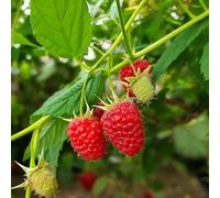 Carbeth Plants 3 X Raspberry Glen Dee Fruit Plant In 9Cm Pot - Easy Grow Fruit Bush For Gardens & Allotments