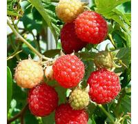 Carbeth Plants 3 X Raspberry Rubus Tulameen In 11Cm Pot - Heavy Yielding Fruit Bush For Garden