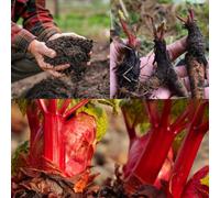 Carbeth Plants 3 X Rhubarb Crown 'prince Albert' - With Free Growing Complement