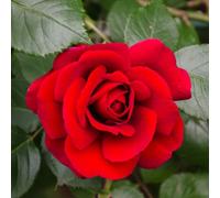 Carbeth Plants 3 X Rose Bush Stromboli In 3L Pot - Red Summer Autumn Outdoor Compact Upright Plant For Bedding, Containers Or Borders