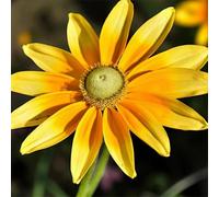 Carbeth Plants 3 X Rudbeckia Prairie Sun Bare Root - Orange Yellow Coneflower Perennial Summer To Autumn Flowering Upright Bushy Shrub