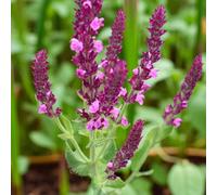 Carbeth Plants 3 X Salvia Pink Beauty Bare Root - Long Flowering Pink Sage Pollinator Friendly Perennial - Compact Heat And Drought Resistant