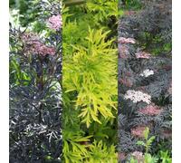 Carbeth Plants 3 X Sambucus Plant Mix In 9Cm Pots - Mixed Varieties - Deciduous Shrubs