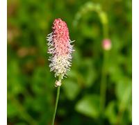Carbeth Plants 3 X Sanguisorba Rock N Roll Bare Root Airy Pink Bottlebrush Blooms For Summer Colour Easy To Grow Shrub