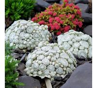 Carbeth Plants 3 X Sempervivum Arctic White - Drought Tolerant & Easy Care Succulent